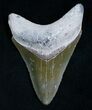 Nice Bone Valley Megalodon Tooth #5636-1